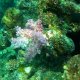 14- Corail en degrade de rose 